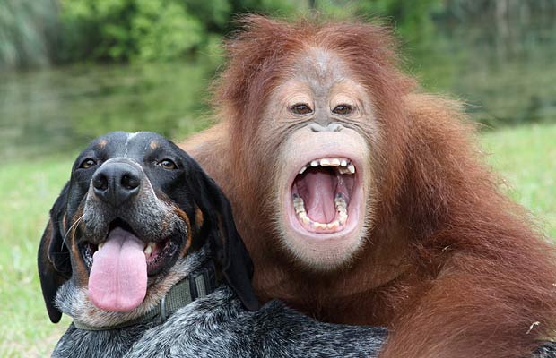 Monkey & Dog Friends