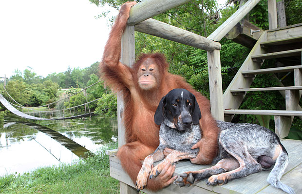 Dog and Orangutan