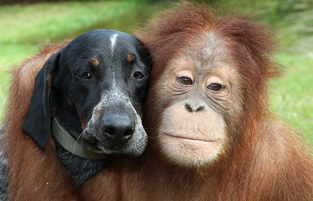 Orangutan Hound Dog