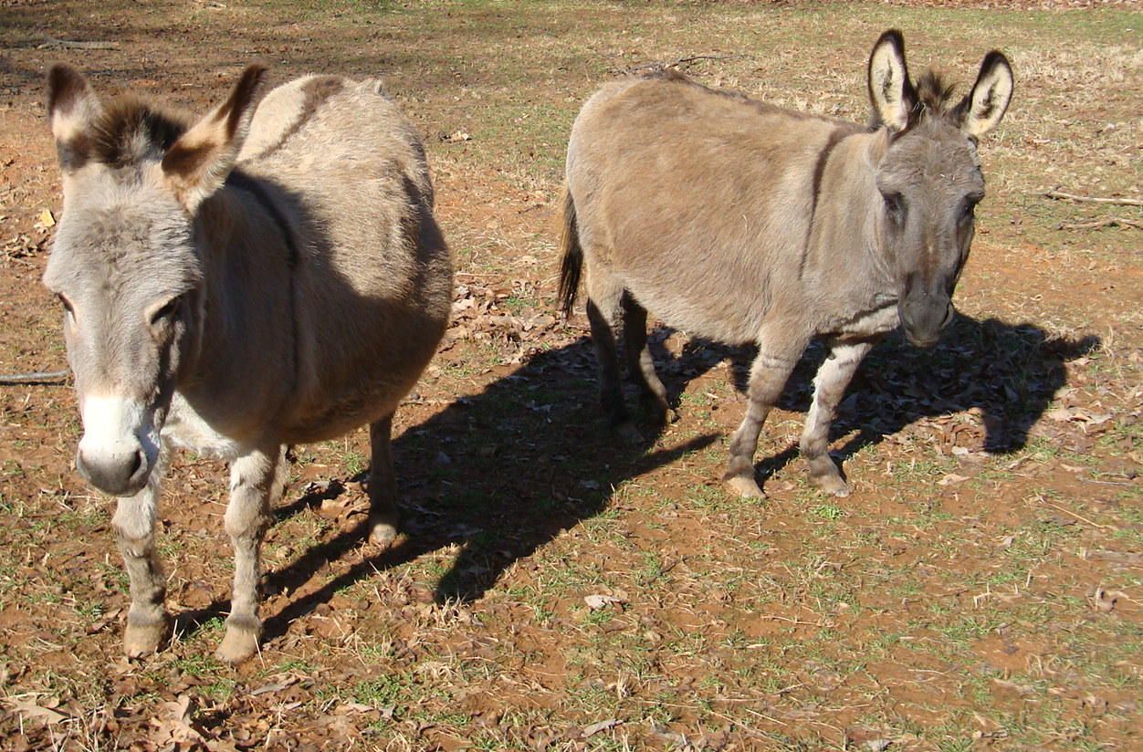 Donkeys Nubian