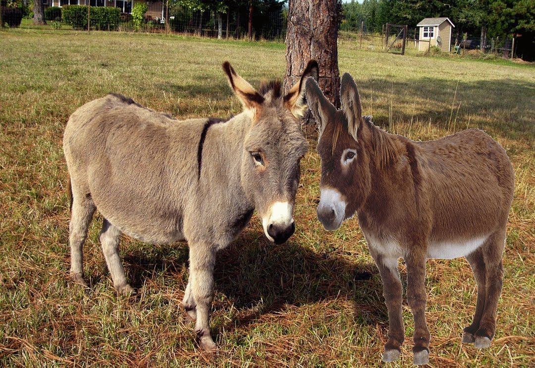 Two Nubian Donkeys