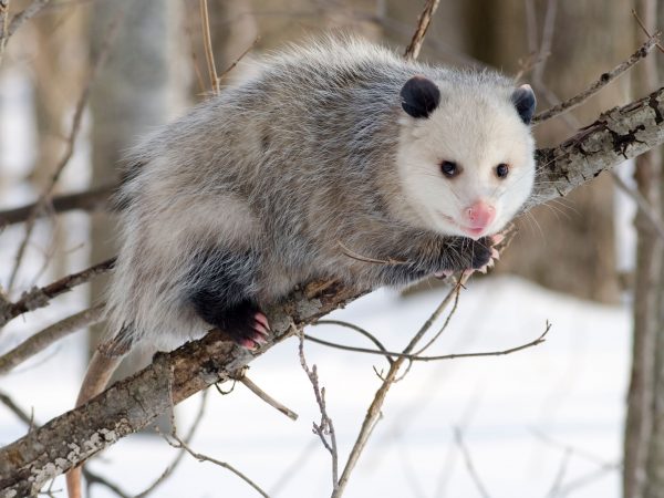 Opossum on Branch