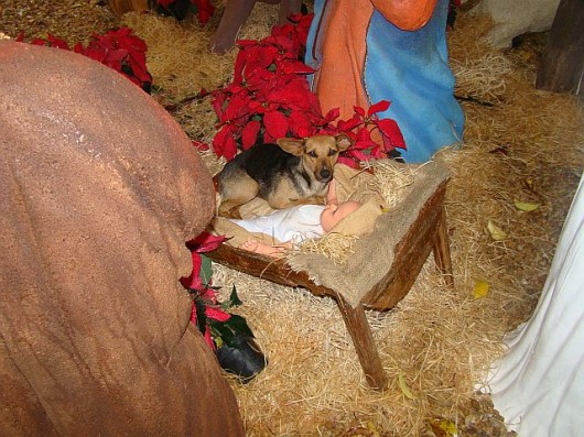 Nativity Dog