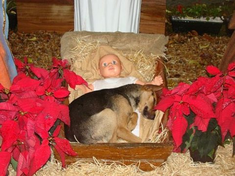 Dog in Nativity Scene