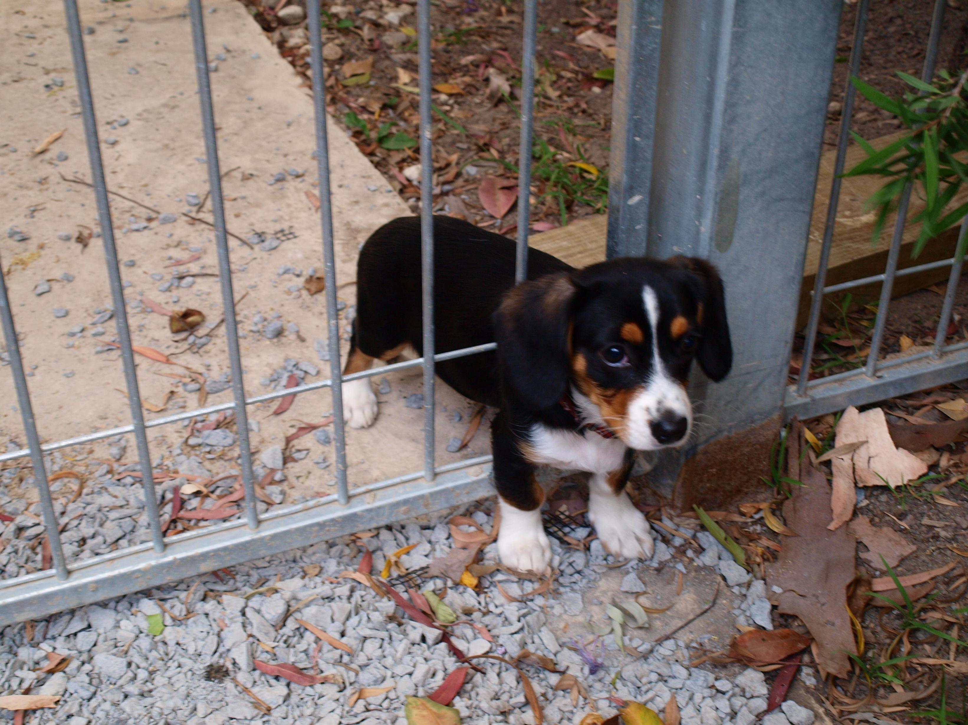 Puppy stuck in gate