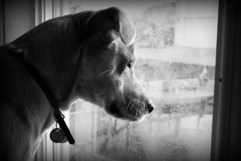 Sad Dog Waiting by Window