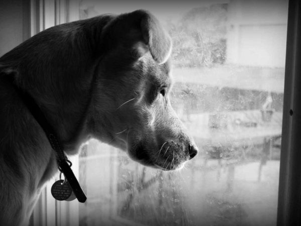 Sad Dog Waiting by Window