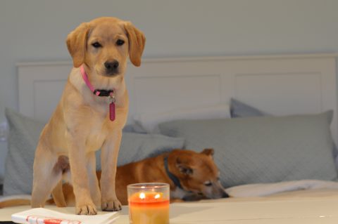 Shiloh and Clyde w candle