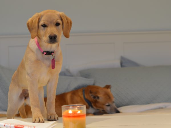 Shiloh and Clyde w candle