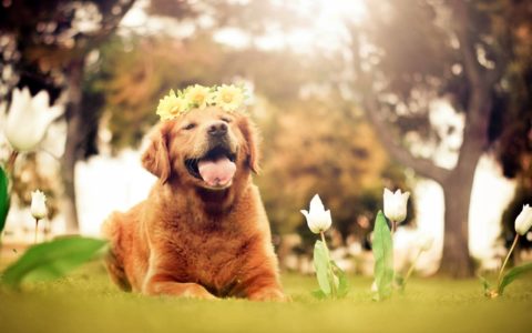 Spring Dog Flower