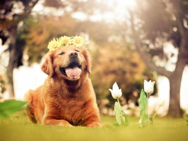 Spring Dog Flower