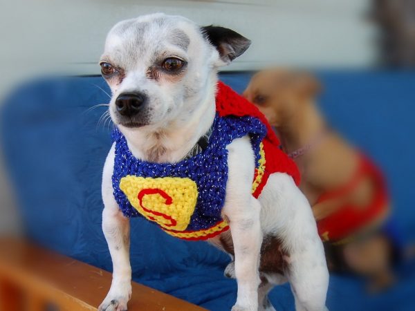 Superman Chihuahua