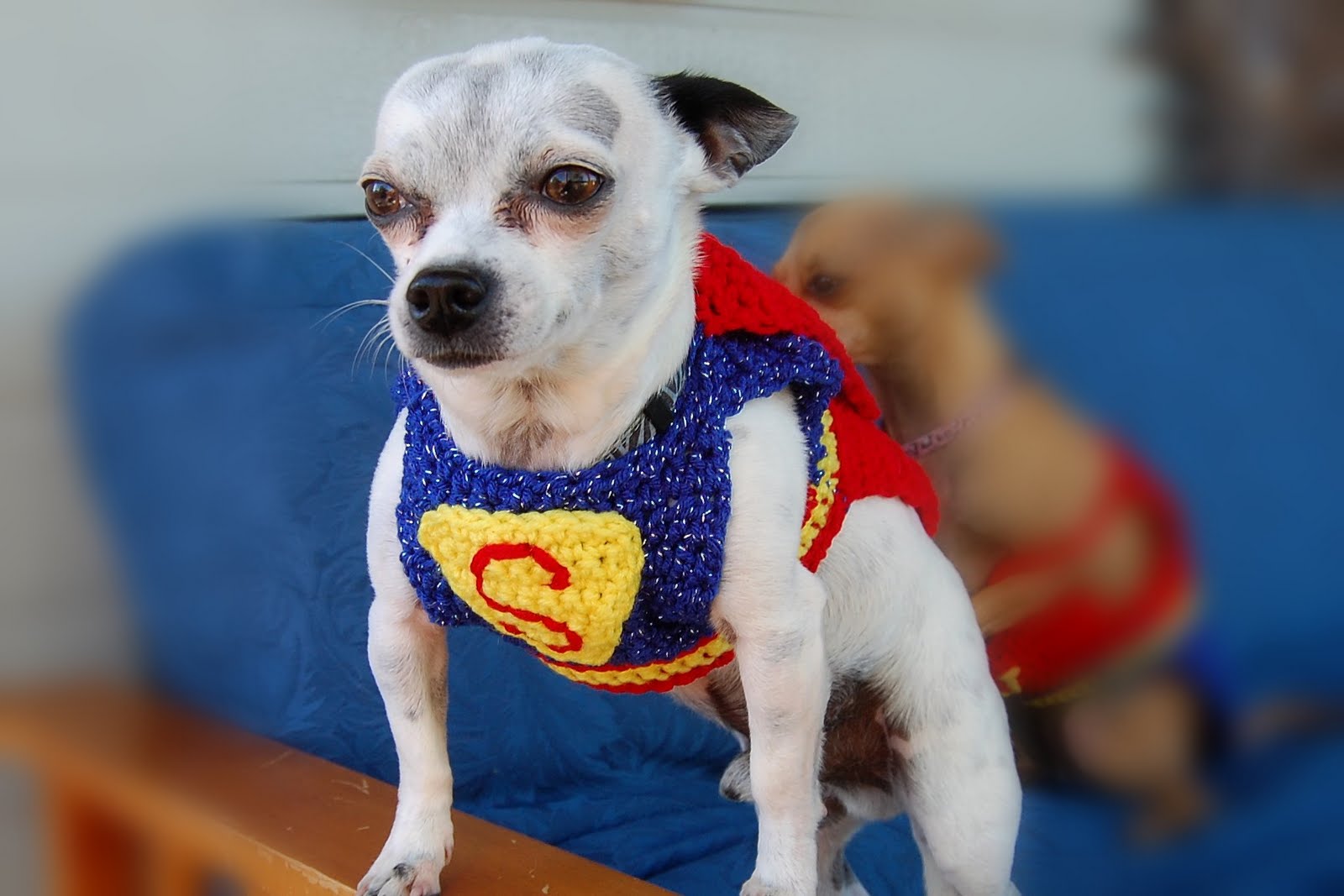Superman Chihuahua