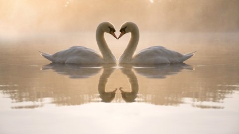 two swans make shape of heart