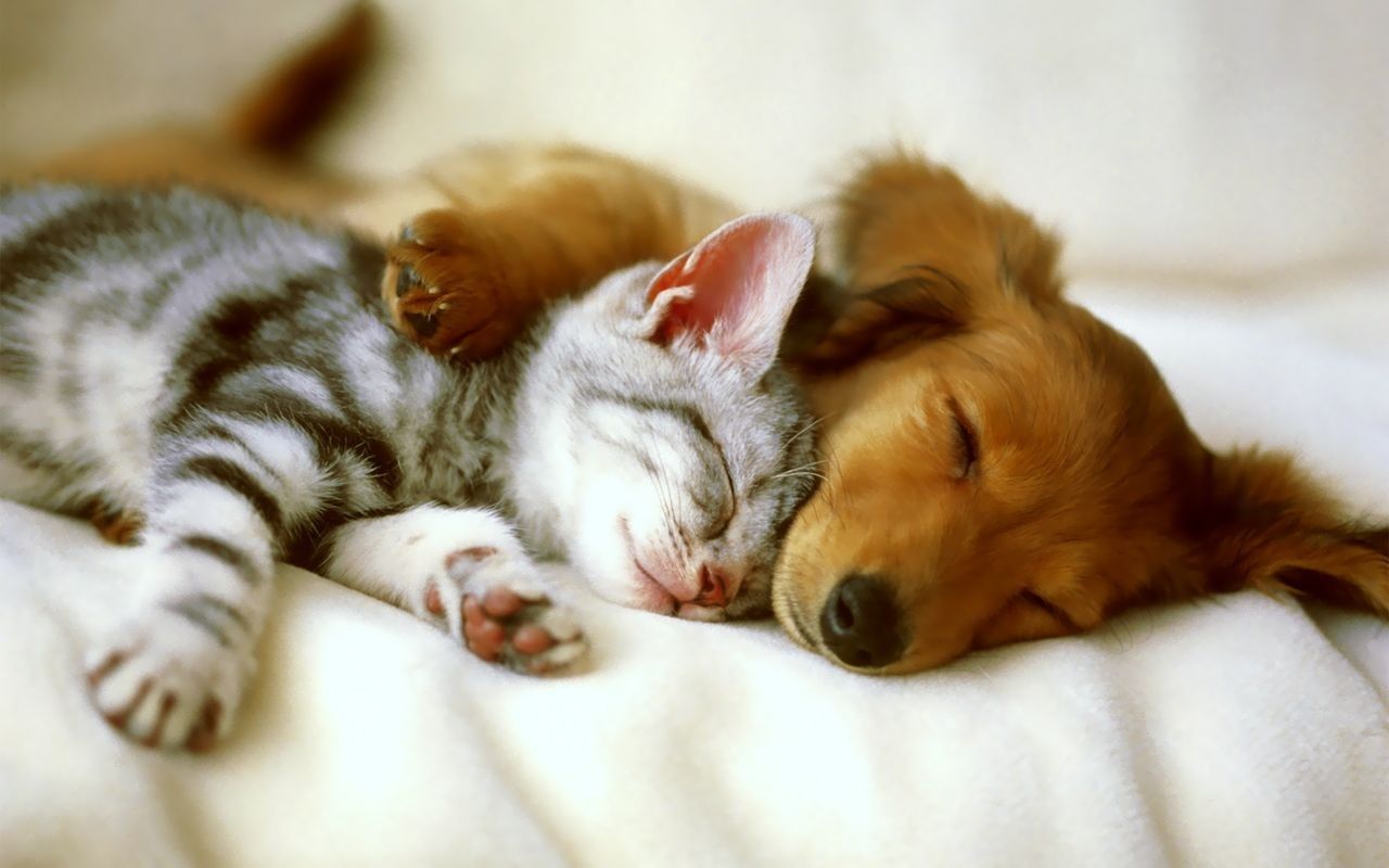 Puppy Hugging Kitten