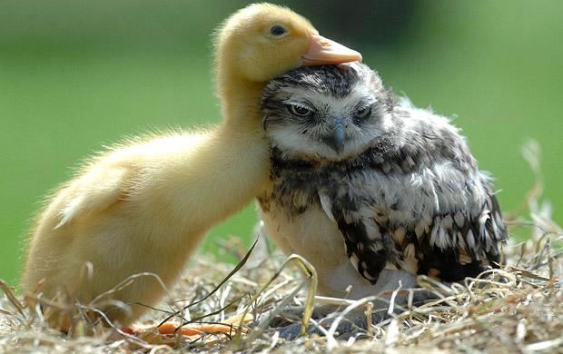 Duckling and Owl