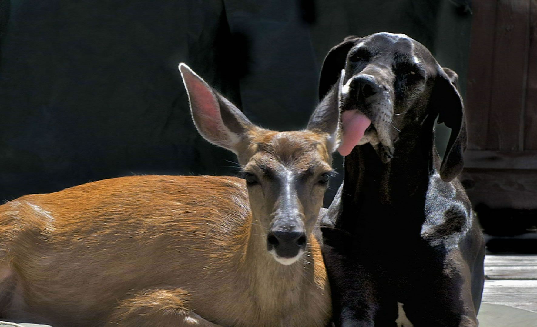 Dog Licking Deer