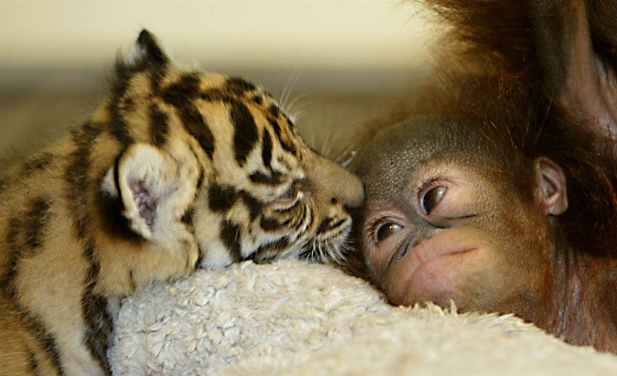 tiger cub and monkey