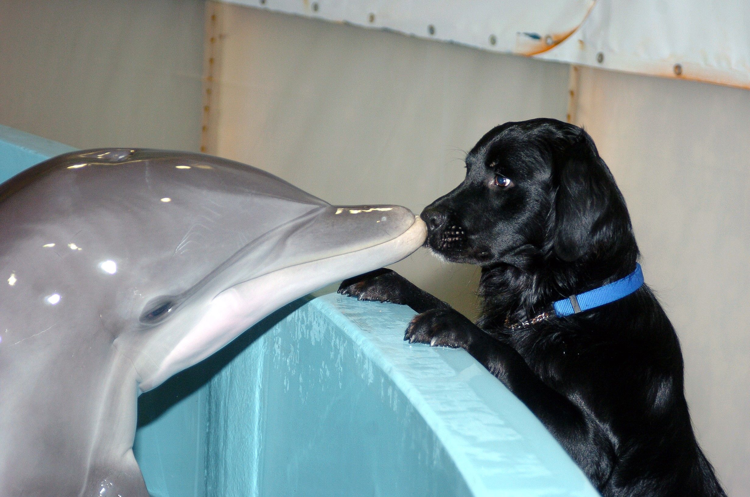 dog and dolphin