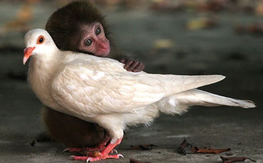 monkey and dove