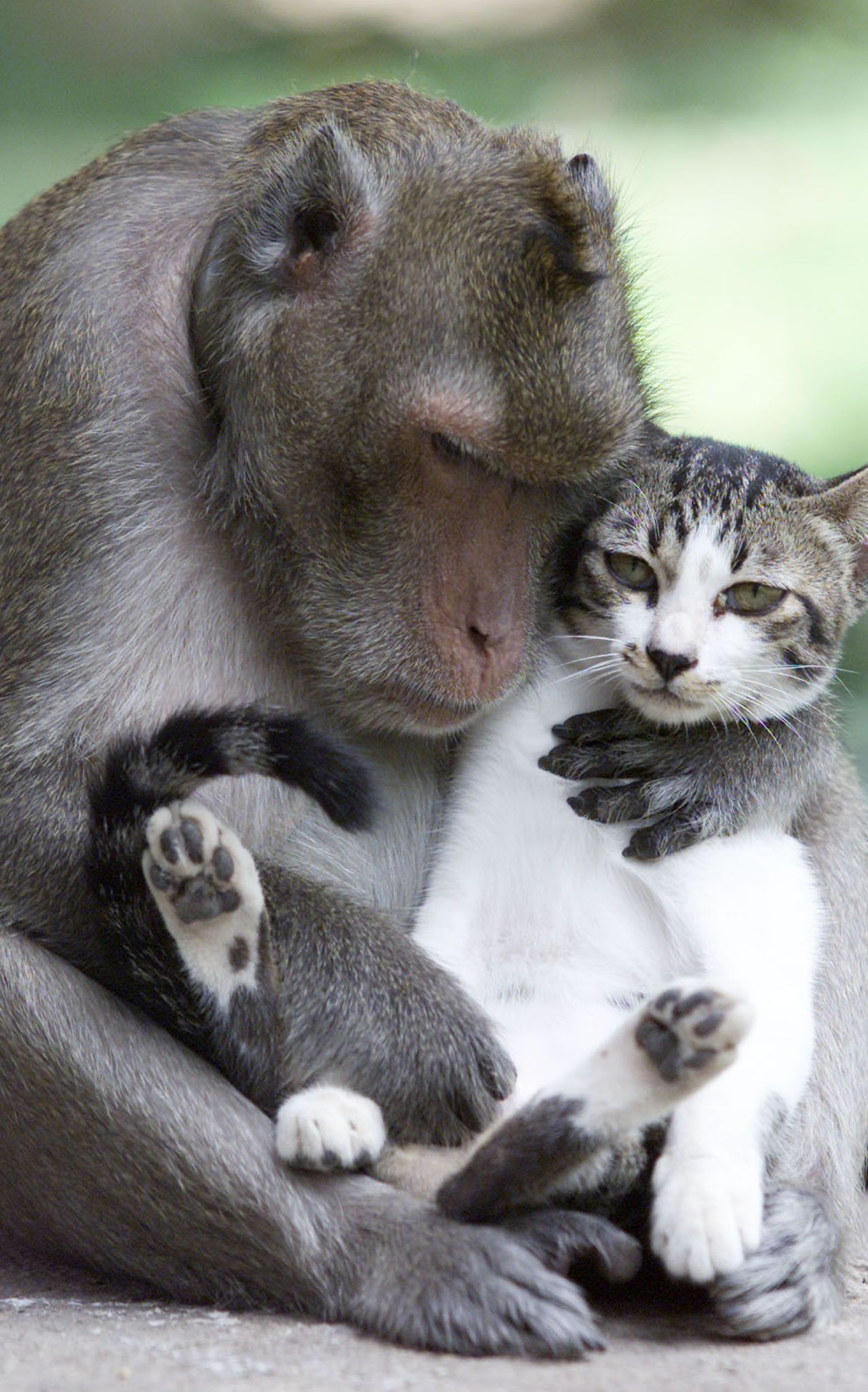 monkey hugs cat
