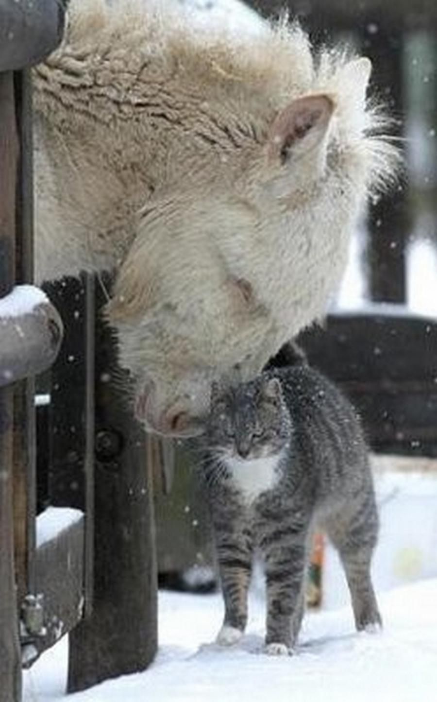 Bison and Cat