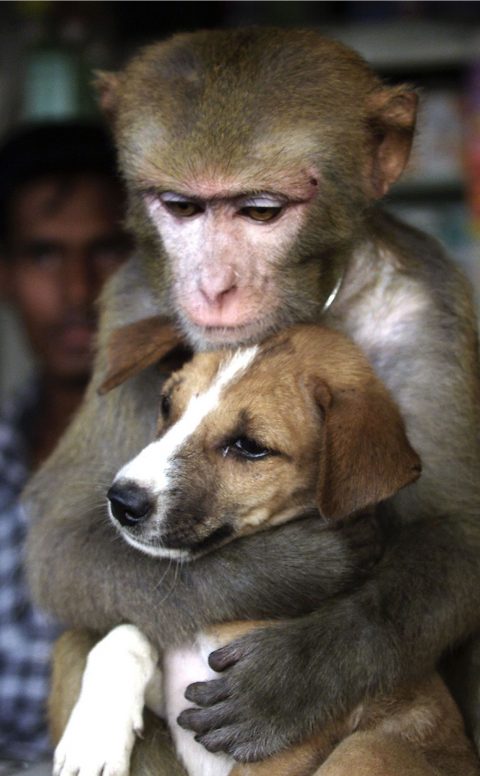 Monkey Hugging Dog