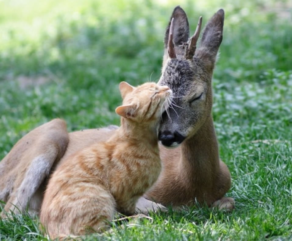 Cat and Fawn