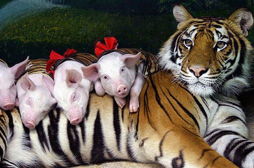 Tiger and Pigs