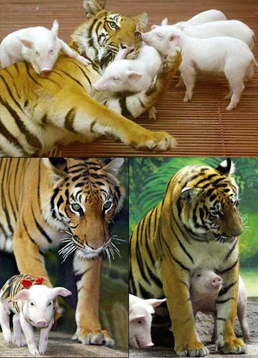 tiger piglets