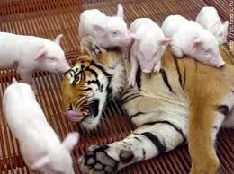 tiger nursing pigs