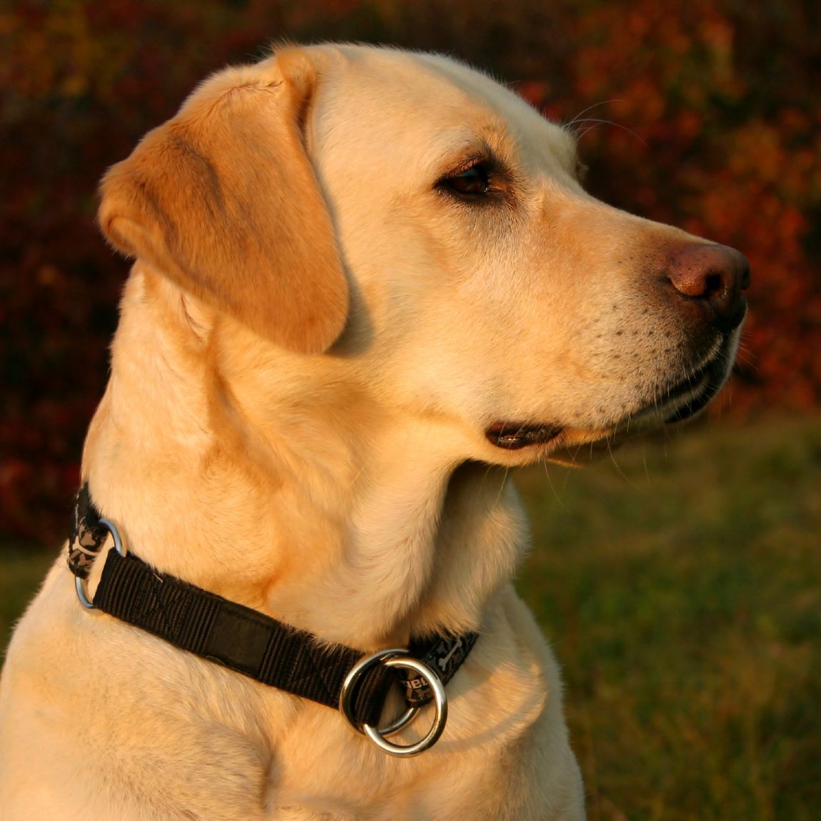 Yellow Lab Dog