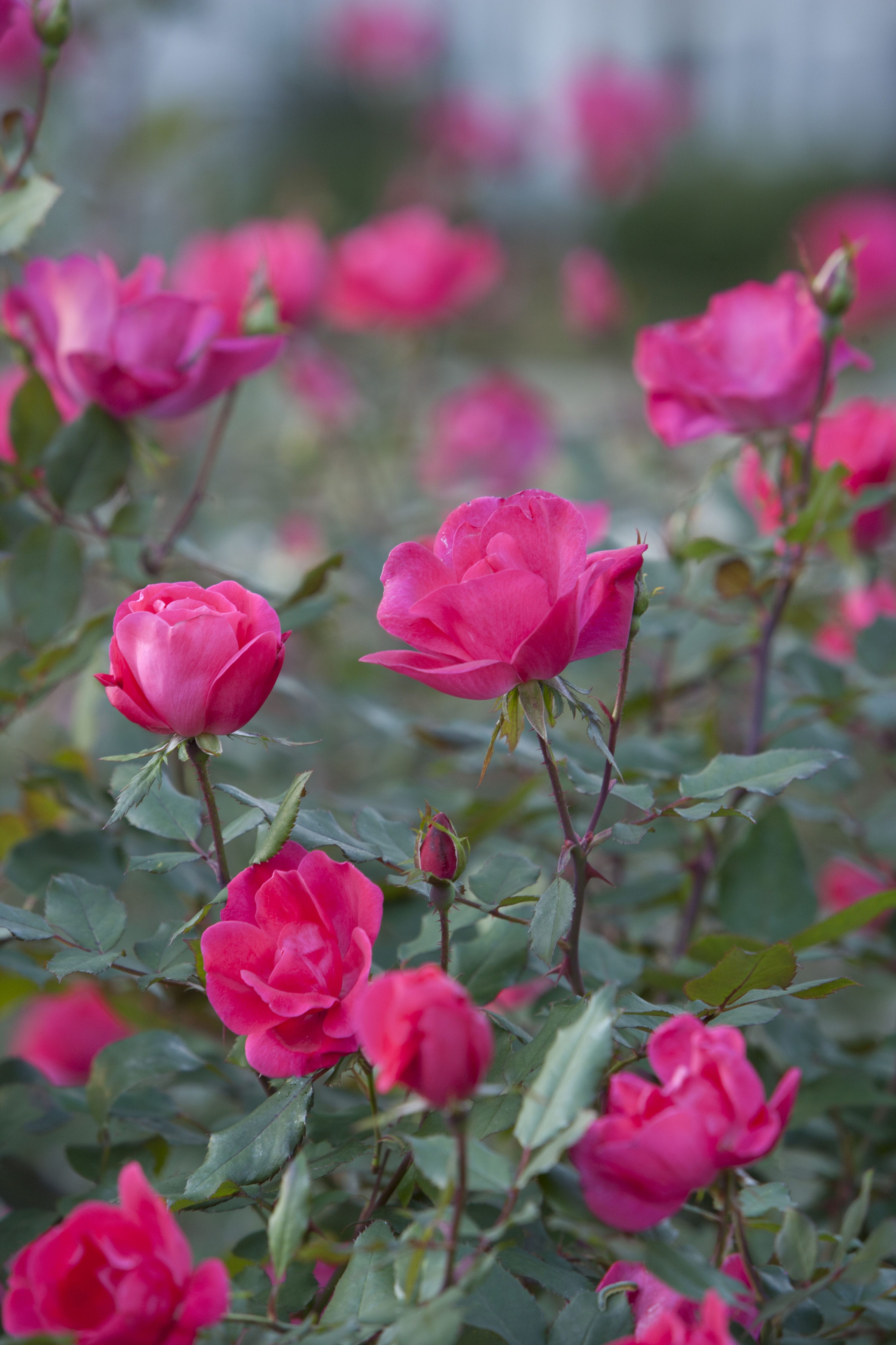 blooming knock out roses