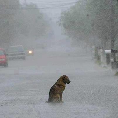 dog in the rain