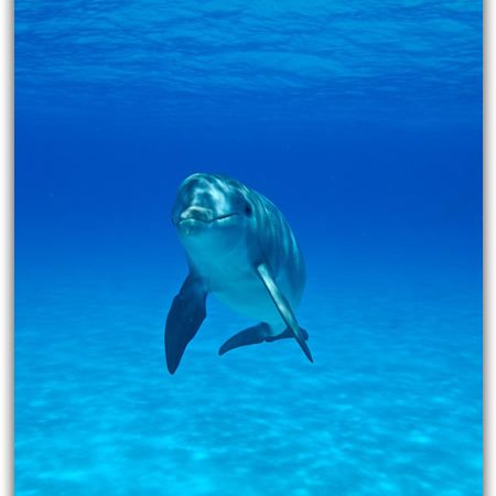 Dolphin in Water