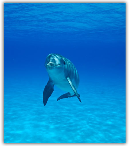 Dolphin in Water