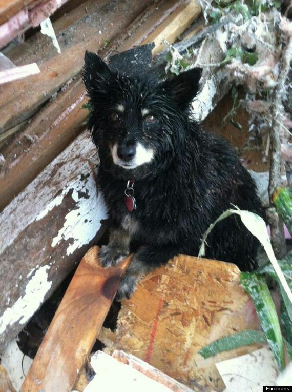 Black Dog Lost Tornado