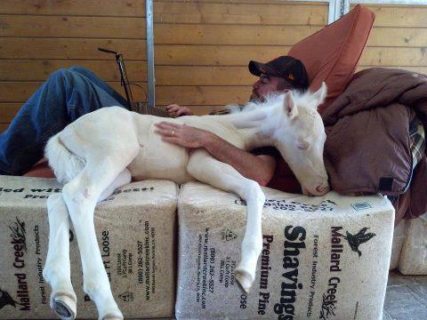 man lying with pony in arms