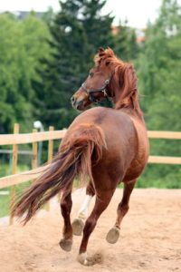 Ginger Horse