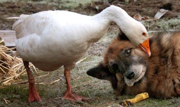 Unlikely Friends Dog Goose