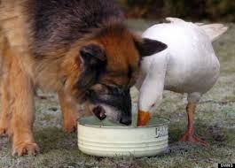 Dog Goose Eating