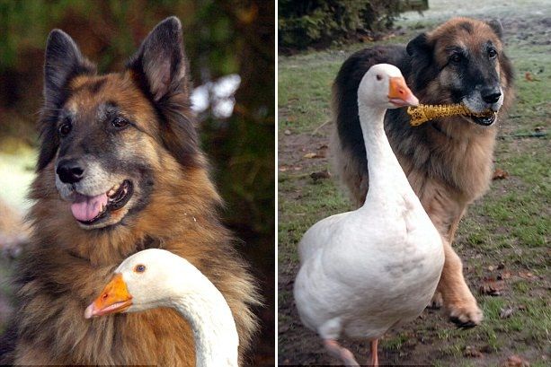 Dog and Goose