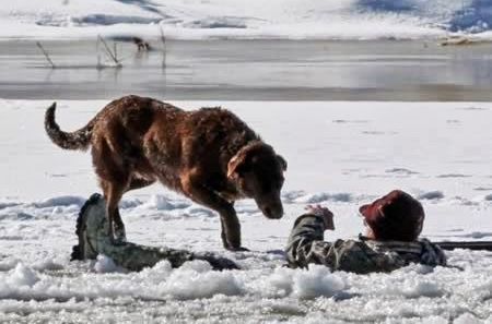 Dog Saves Man on Ice