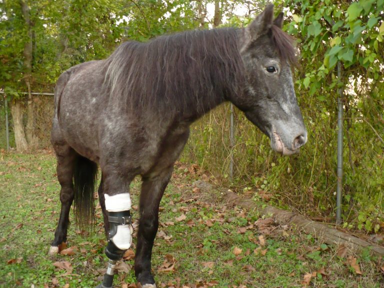 Molly pony with prosthesis 05 picture