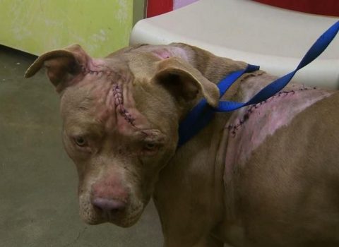 Pit bull Attacked by Knives