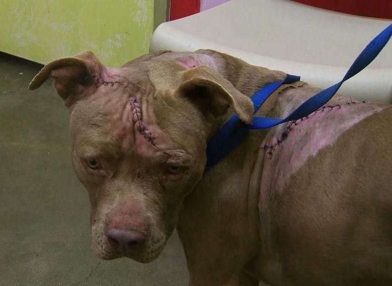 Pit bull Attacked by Knives