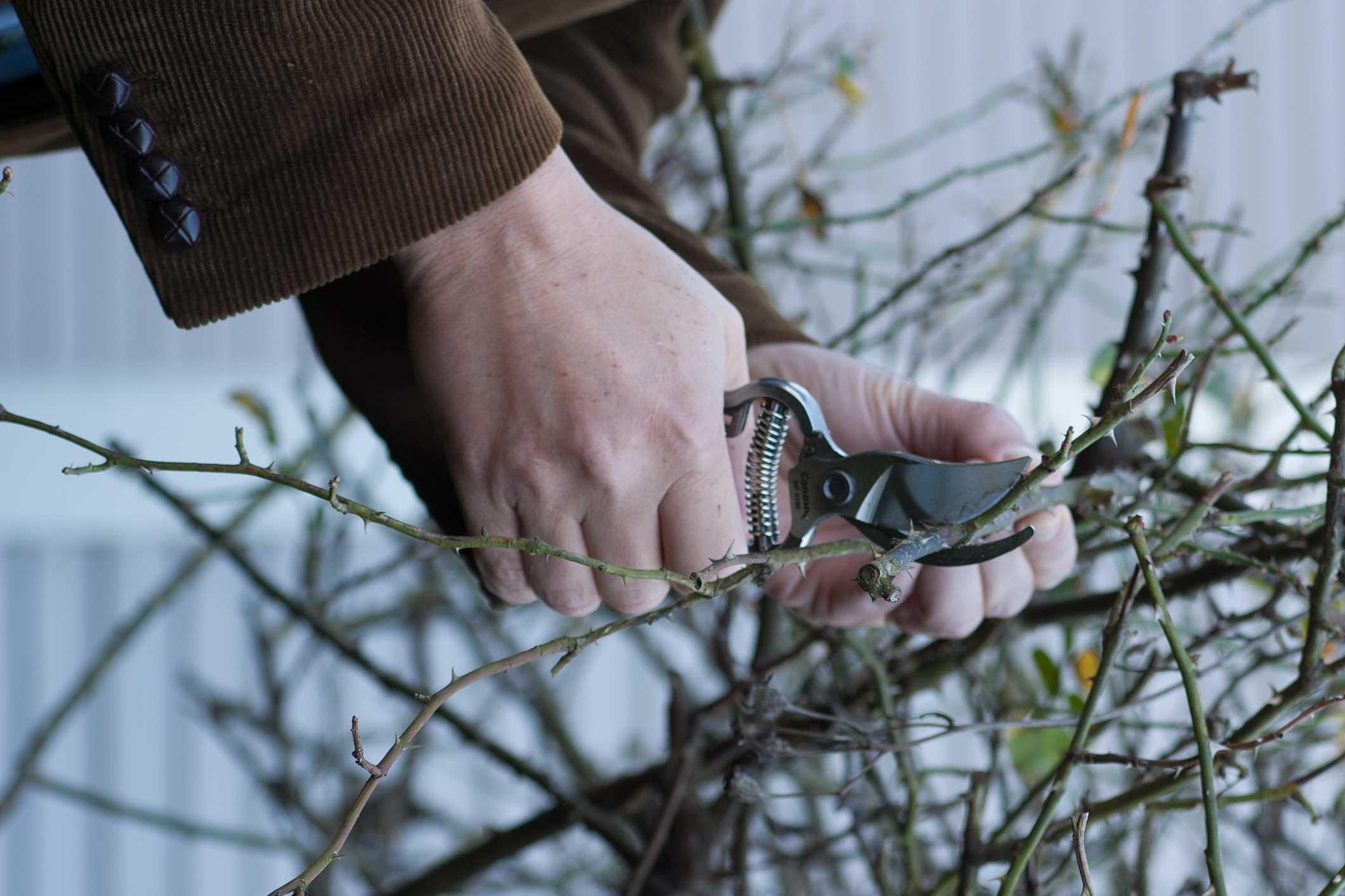 spring pruning