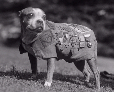 Sgt. Stubby War Dog Hero!