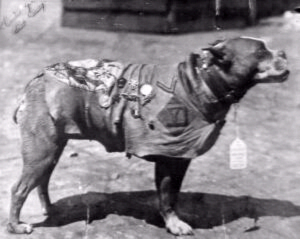 America’s first war dog