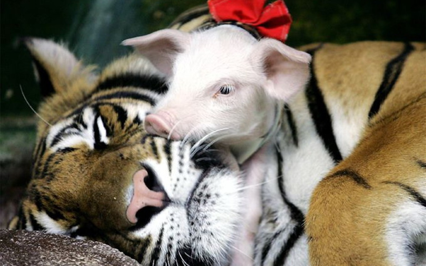 Baby Pig on Mom Tiger